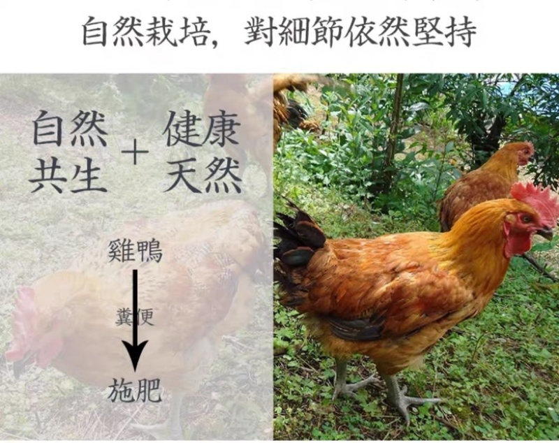 山东烟台【黄金奶油富士苹果】新鲜水果冰糖心电商一件代发