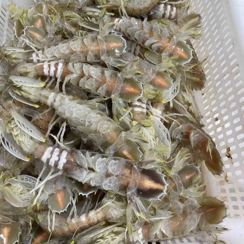 【质量稳定】北海皮皮虾虾爬子赖尿虾各规格齐全海虾