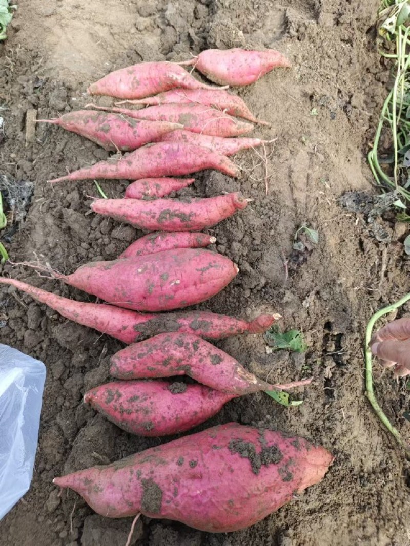襄城县崔结实代收各种疏菜瓜果欢迎您，西瓜红正在大量上市中