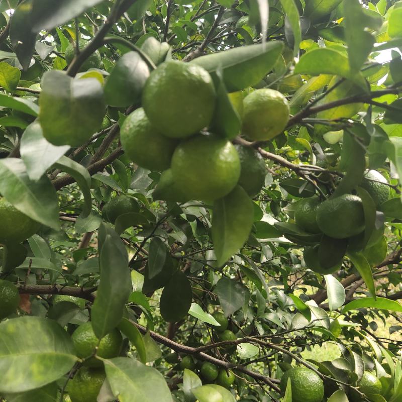 加蜜砂糖橘，大量预订中，果面起砂。