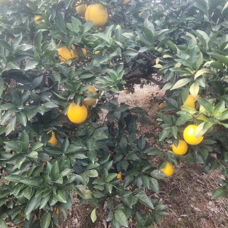 加蜜纽荷尔脐橙，纽荷尔