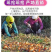 洋葱/精品洋葱/紫皮洋葱/品种齐全/全国发货代办