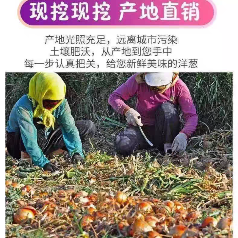 洋葱/精品洋葱/紫皮洋葱/品种齐全/全国发货代办