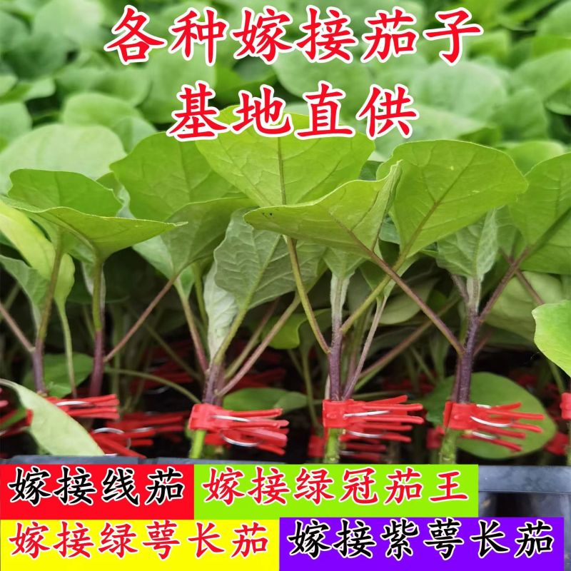 9176长茄种子紫萼片长茄种子蔬菜种子茄子种子口感软糯