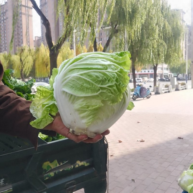 襄城县崔结实代收各种疏菜瓜果欢迎您？精品大白菜正在大量上