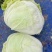 襄城县崔结实代收各种疏菜瓜果欢迎您？精品大白菜正在大量上
