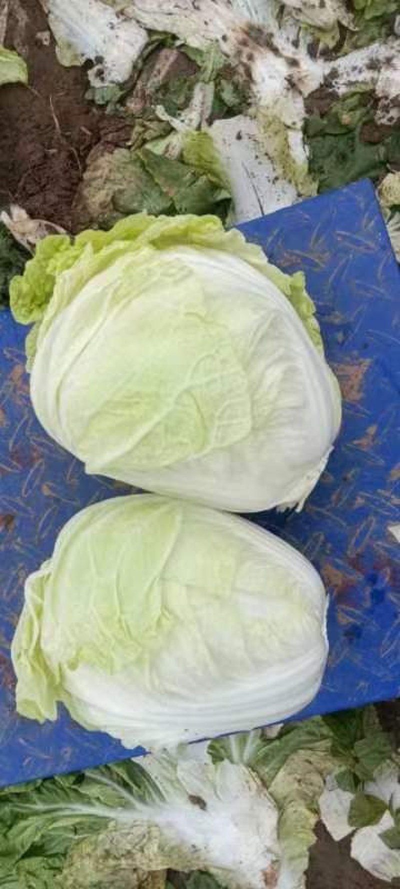 襄城县崔结实代收各种疏菜瓜果欢迎您？精品大白菜正在大量上
