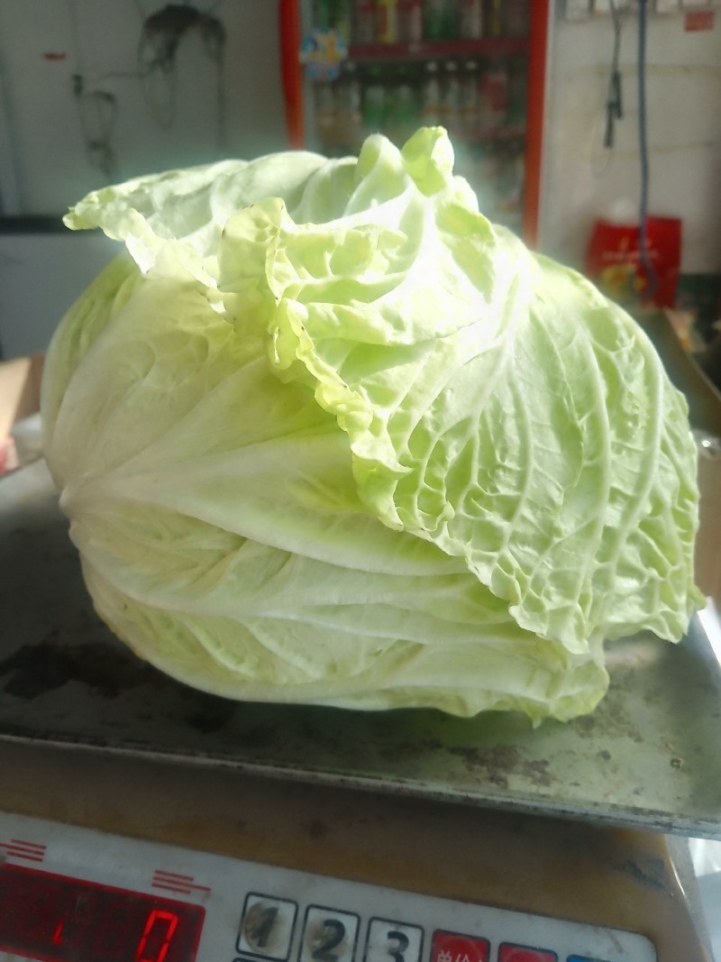 襄城县崔结实代收各种疏菜瓜果欢迎您？精品大白菜正在大量上