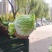 襄城县崔结实代收各种疏菜瓜果欢迎您？精品大白菜正在大量上
