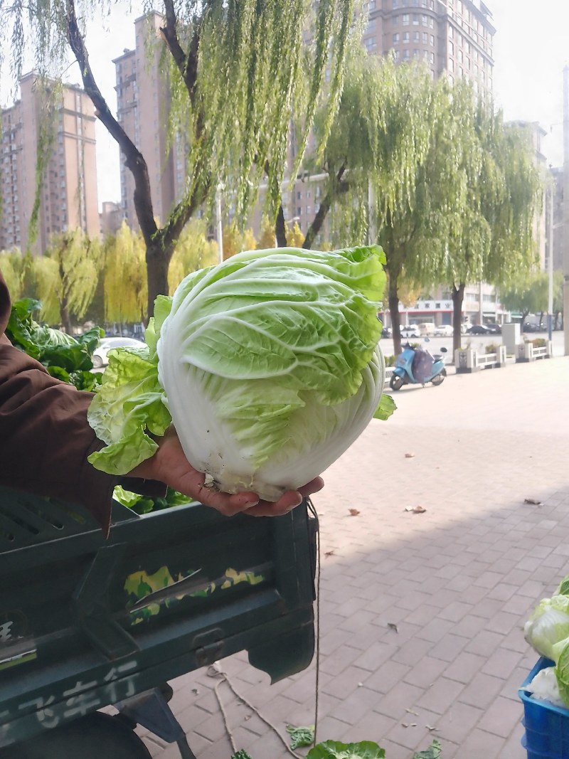 襄城县崔结实代收各种疏菜瓜果欢迎您？精品大白菜正在大量上
