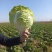 襄城县崔结实代收各种疏菜瓜果欢迎您？精品大白菜正在大量上