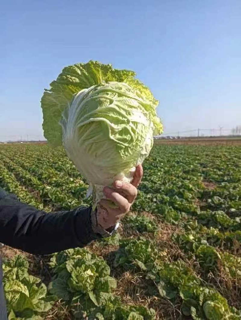 襄城县崔结实代收各种疏菜瓜果欢迎您？精品大白菜正在大量上