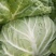 襄城县崔结实代收各种疏菜瓜果欢迎您？精品大白菜正在大量上