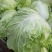 襄城县崔结实代收各种疏菜瓜果欢迎您？精品大白菜正在大量上