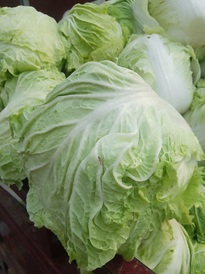 襄城县崔结实代收各种疏菜瓜果欢迎您？精品大白菜正在大量上