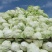 襄城县崔结实代收各种疏菜瓜果欢迎您？精品大白菜正在大量上