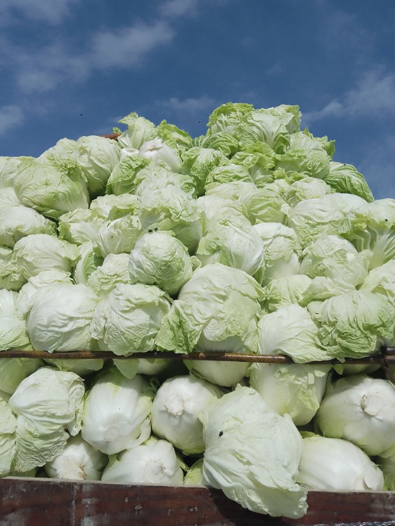 襄城县崔结实代收各种疏菜瓜果欢迎您？精品大白菜正在大量上