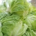 襄城县崔结实代收各种疏菜瓜果欢迎您？精品大白菜正在大量上