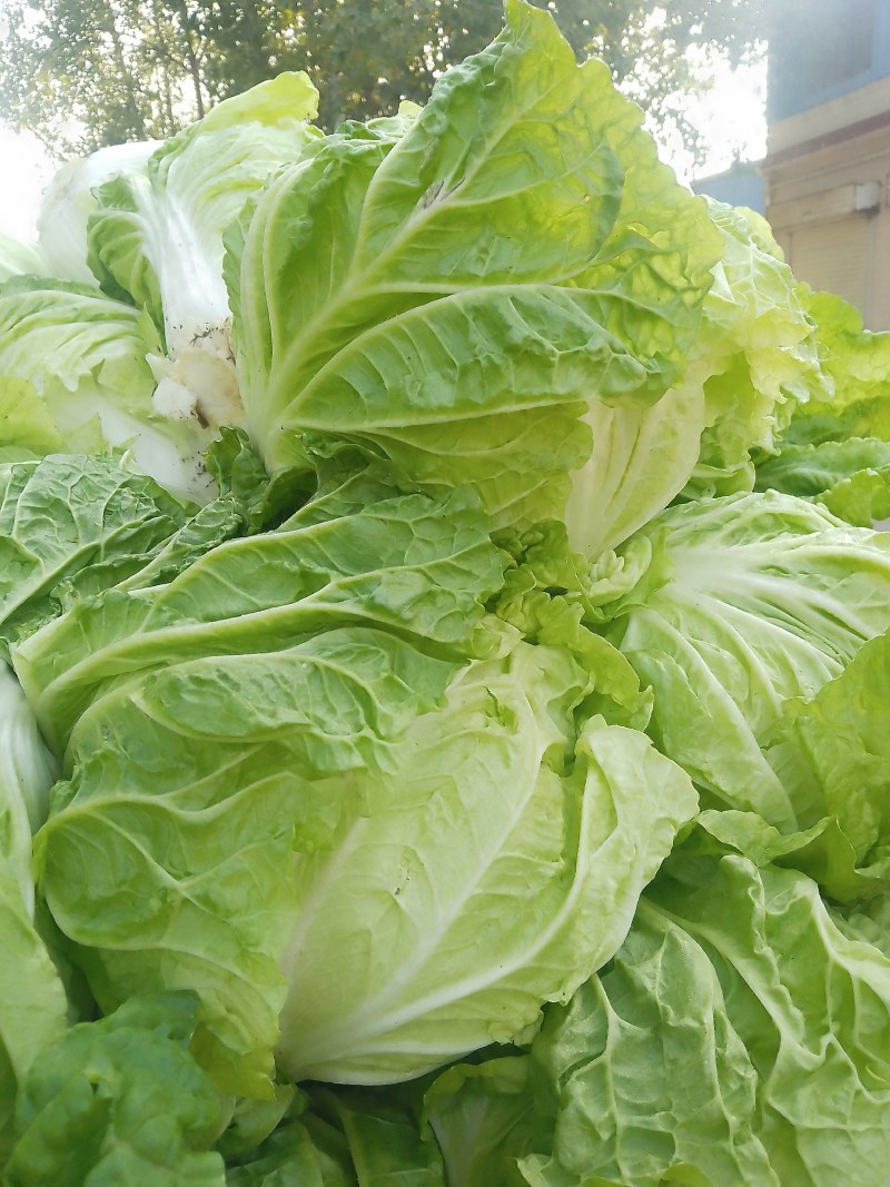 襄城县崔结实代收各种疏菜瓜果欢迎您？精品大白菜正在大量上