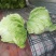 襄城县崔结实代收各种疏菜瓜果欢迎您？精品大白菜正在大量上