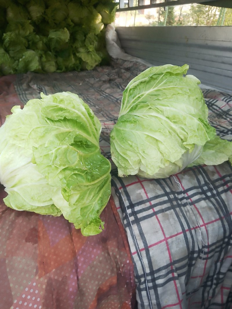 襄城县崔结实代收各种疏菜瓜果欢迎您？精品大白菜正在大量上