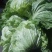 襄城县崔结实代收各种疏菜瓜果欢迎您？精品大白菜正在大量上