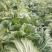 襄城县崔结实代收各种疏菜瓜果欢迎您？精品大白菜正在大量上