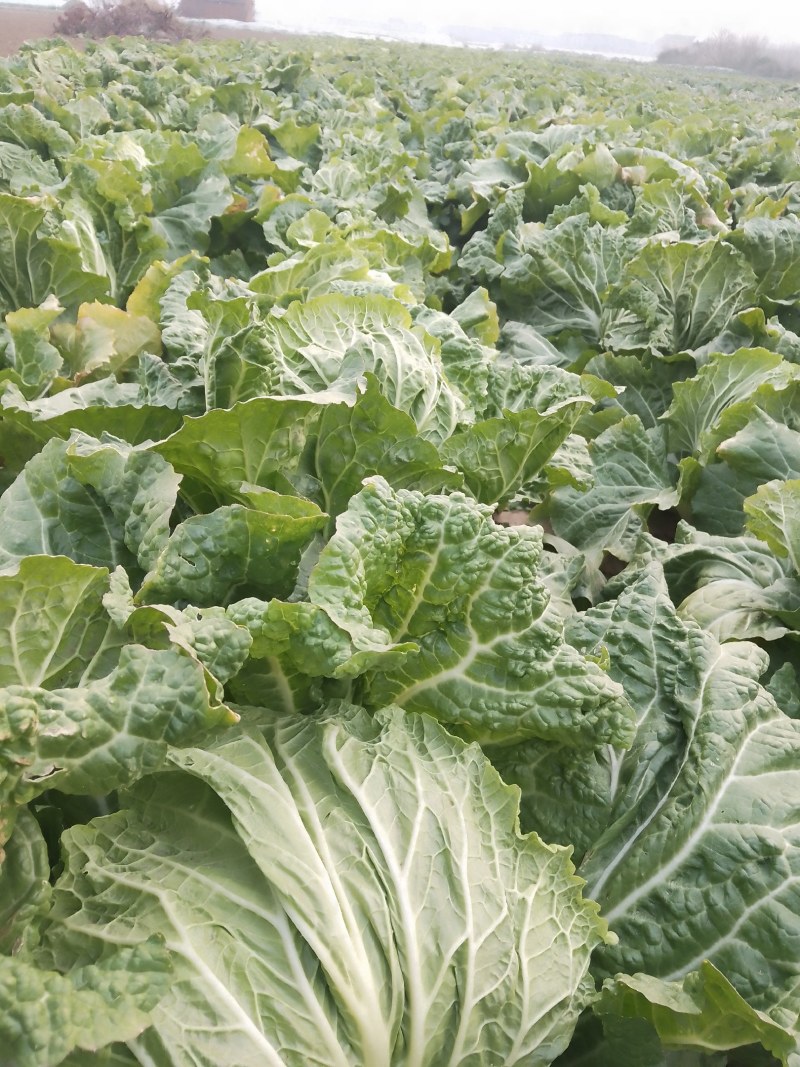 襄城县崔结实代收各种疏菜瓜果欢迎您？精品大白菜正在大量上