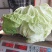 襄城县崔结实代收各种疏菜瓜果欢迎您？精品大白菜正在大量上