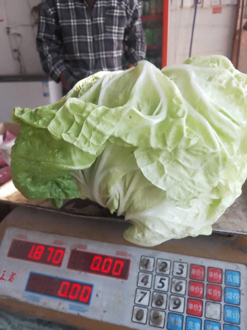 襄城县崔结实代收各种疏菜瓜果欢迎您？精品大白菜正在大量上