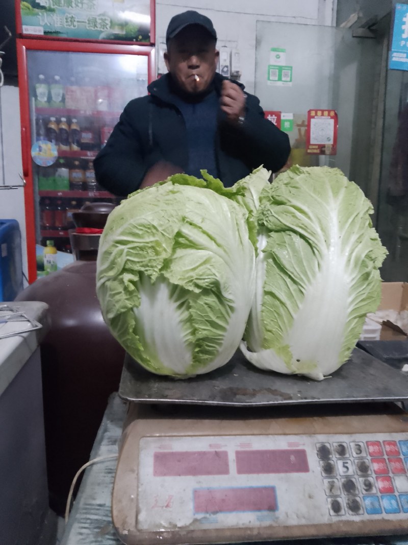 襄城县崔结实代收各种疏菜瓜果欢迎您？精品大白菜正在大量上