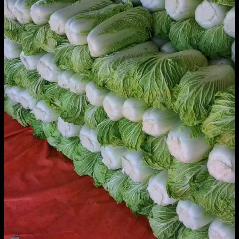 章丘大白菜，欢迎新老客户致电采购，量大，品质好，