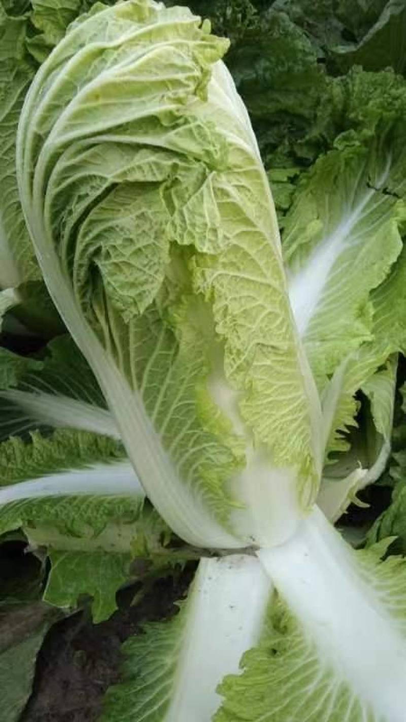 章丘大白菜，欢迎新老客户致电采购，量大，品质好，
