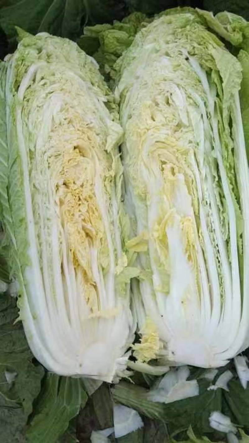 章丘大白菜，欢迎新老客户致电采购，量大，品质好，