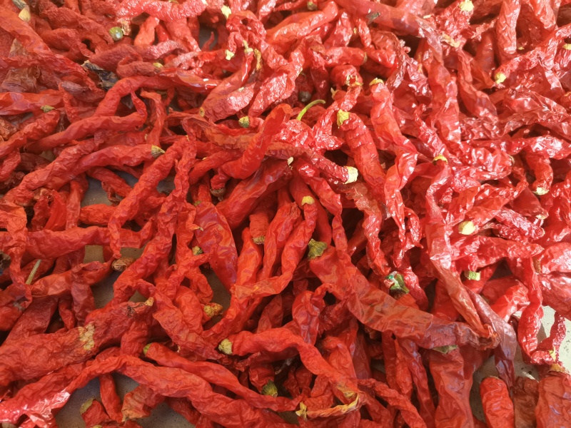 沙湾线椒品质优，干度好