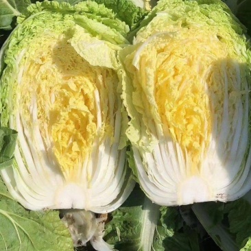 《山西白菜》北京3号白菜/山西黄心白菜/电商团购无虫眼精品