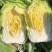 《山西白菜》北京3号白菜/山西黄心白菜/电商团购无虫眼精品