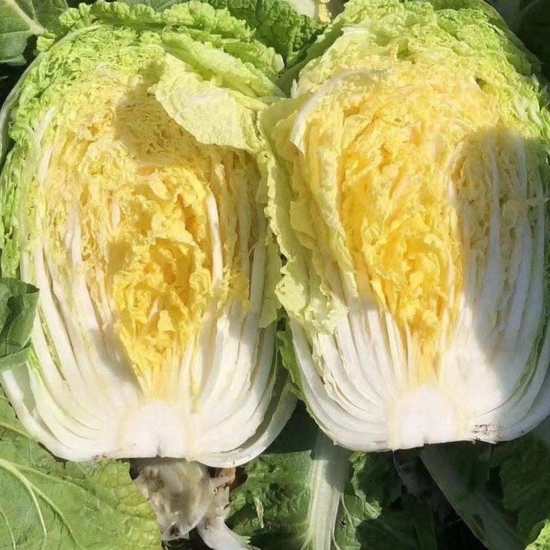 《山西白菜》北京3号白菜/山西黄心白菜/电商团购无虫眼精品