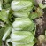 《山西白菜》北京3号白菜/山西黄心白菜/电商团购无虫眼精品