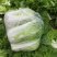 《山西白菜》北京3号白菜/山西黄心白菜/电商团购无虫眼精品