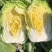 《山西白菜》北京3号白菜/山西黄心白菜/电商团购无虫眼精品