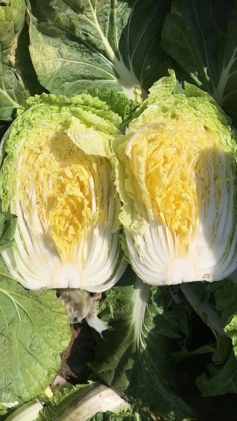 《山西白菜》北京3号白菜/山西黄心白菜/电商团购无虫眼精品