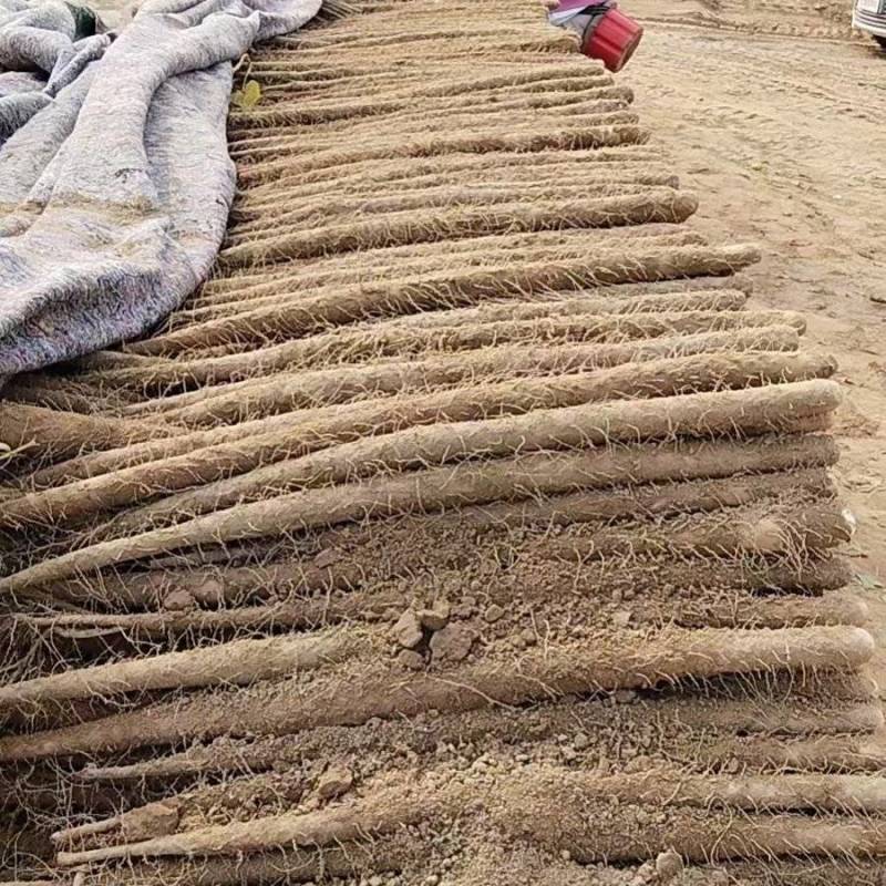河南山药双棒小白嘴山药麻山药对接各大市场超市电商平台加工