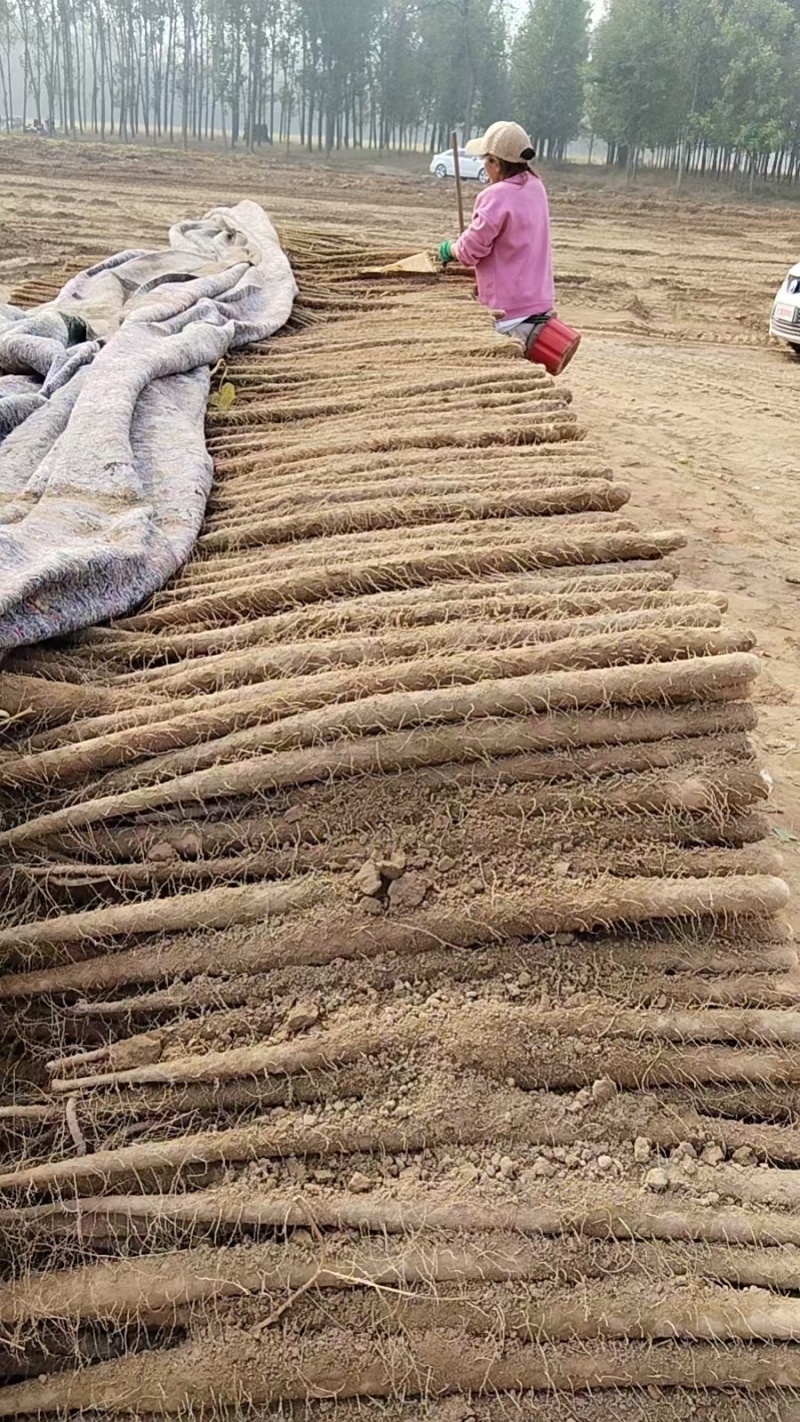 河南山药双棒小白嘴山药麻山药对接各大市场超市电商平台加工
