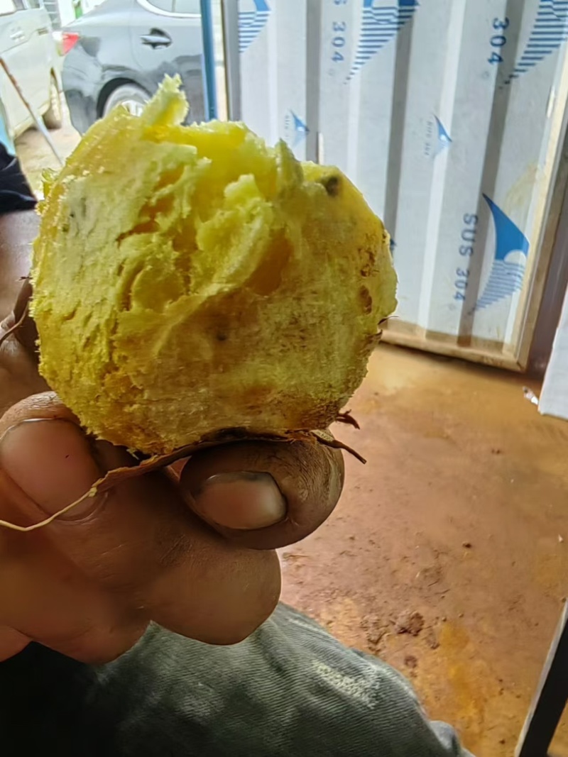 精品云南小香薯，鸡蛋薯，1.8元上车价