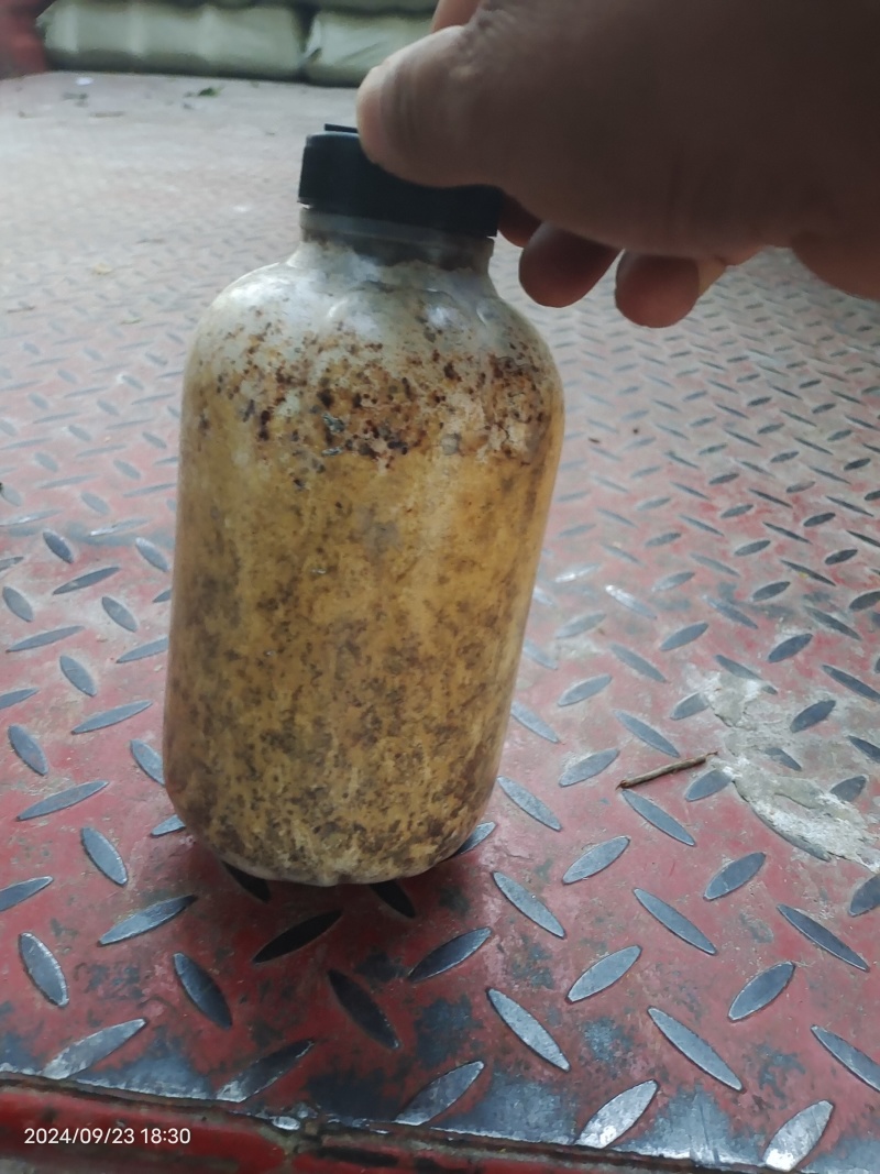 蜜环菌菌包