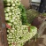 芹菜法国皇后芹菜西芹中棵大棵小棵电商货商超货工厂货