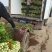 芹菜法国皇后芹菜西芹中棵大棵小棵电商货商超货工厂货