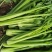 芹菜法国皇后芹菜西芹中棵大棵小棵电商货商超货工厂货