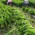 芹菜法国皇后芹菜西芹中棵大棵小棵电商货商超货工厂货
